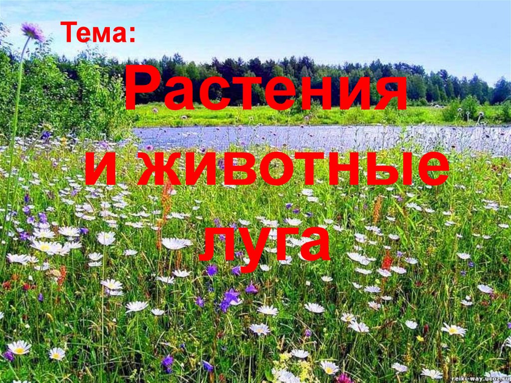 Животные луга презентация