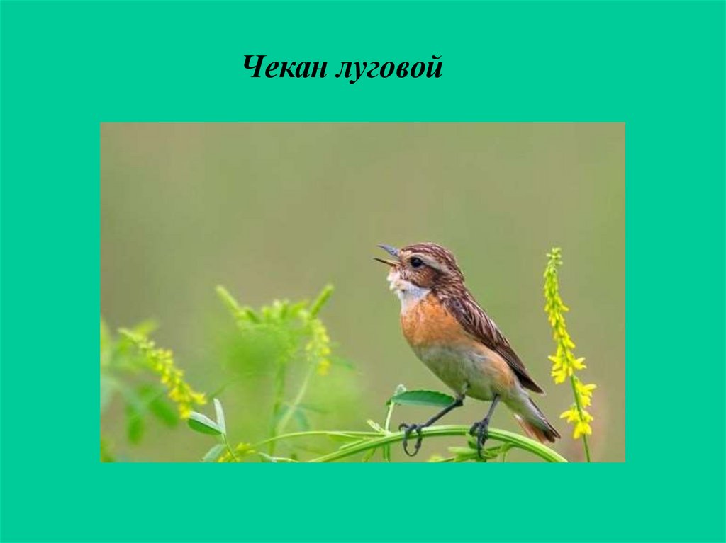 Животные луга 4 класс. Луговой чекан определитель. Сообщение про Луговой чекан. Кто ест Лугового чекана. Чекан Луговой цепь питания.