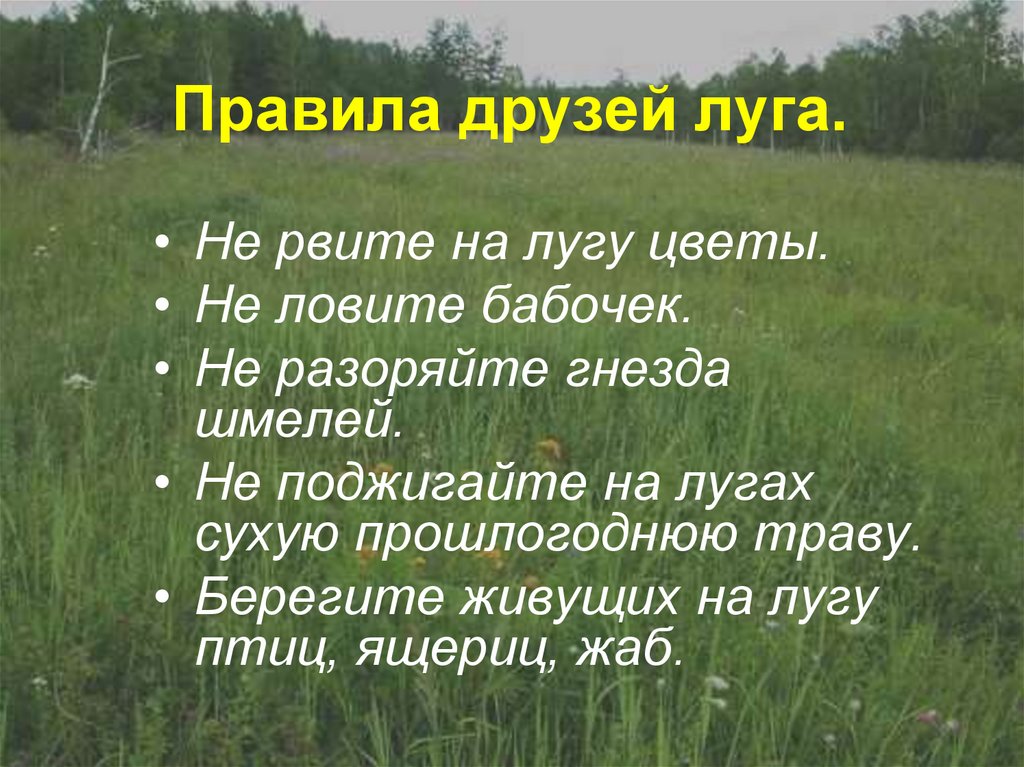 Презентация на тему луг