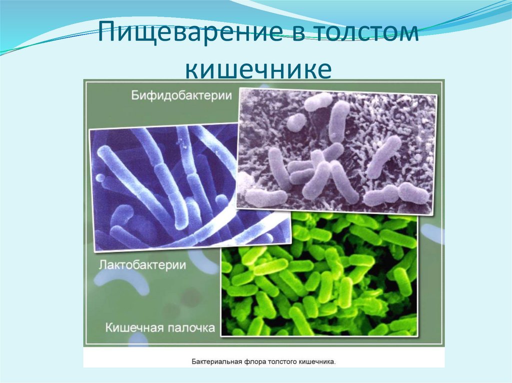 Пищеварение в толстом кишечнике