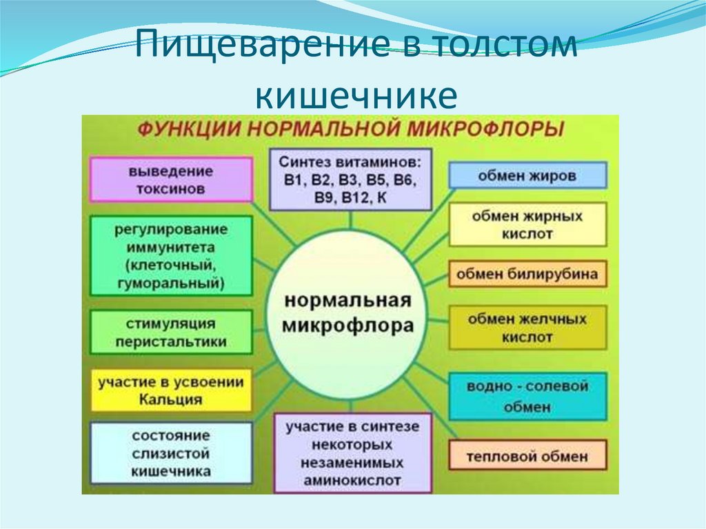 Пищеварение в толстом кишечнике