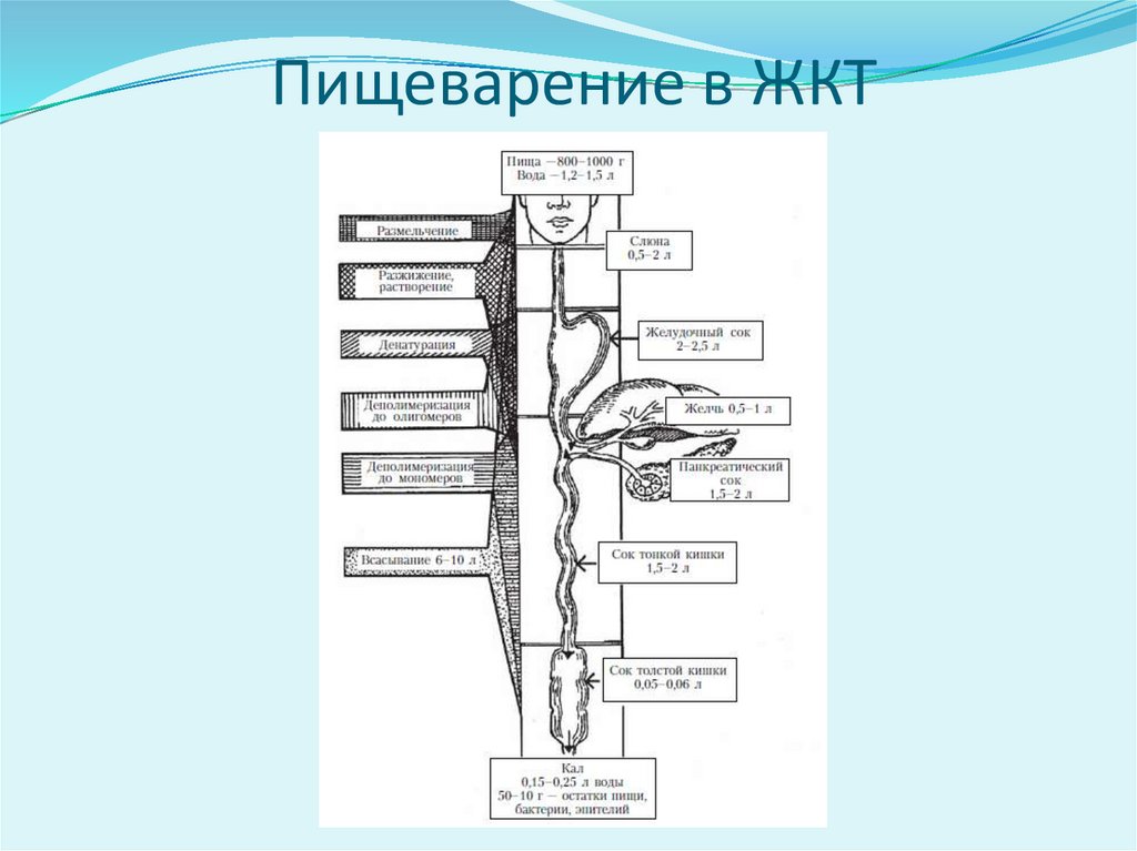 Пищеварение в ЖКТ