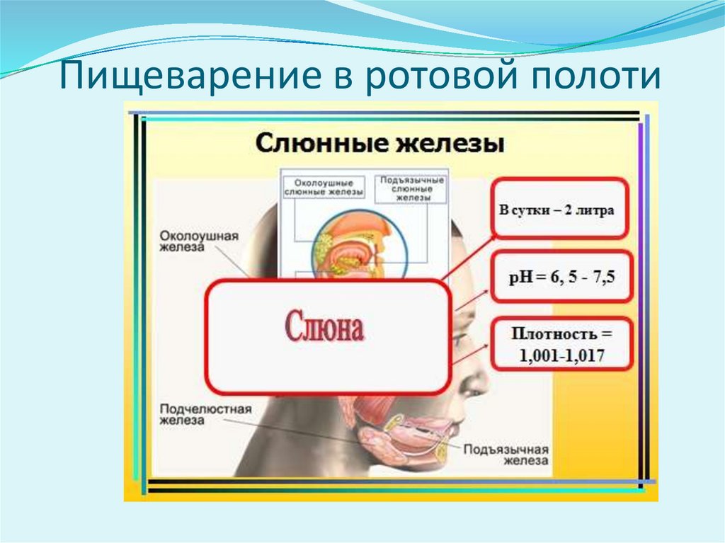 Пищеварение в ротовой полоти