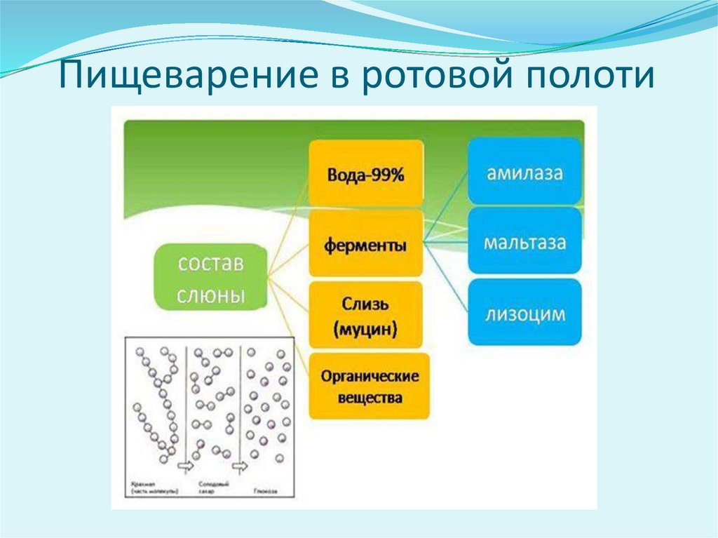 Пищеварение в ротовой полоти