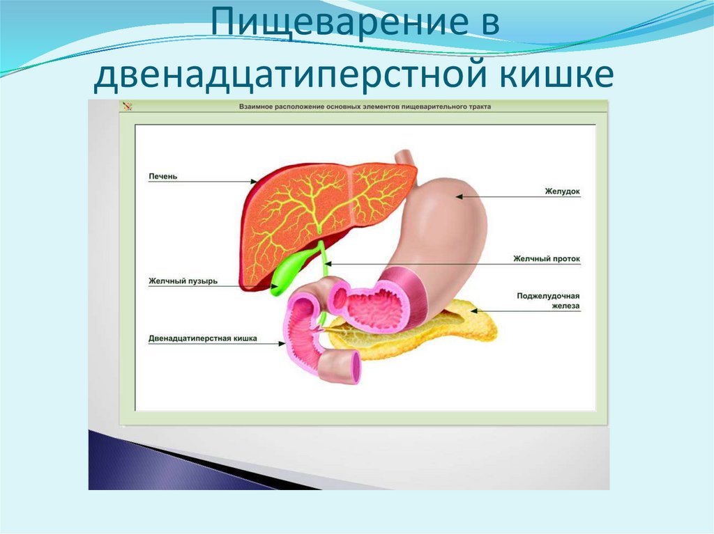 Физиология пищеварения презентация