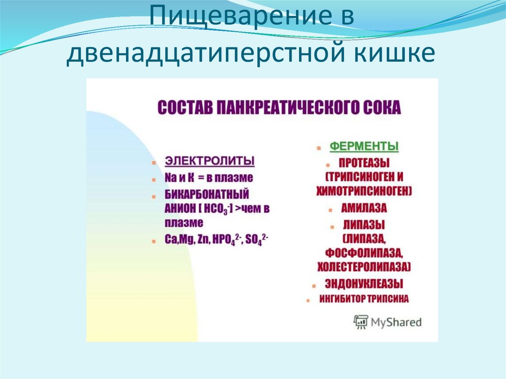 Пищеварение в двенадцатиперстной кишке