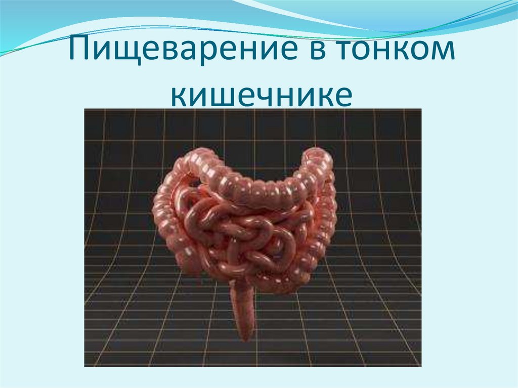 Пищеварение в тонком кишечнике