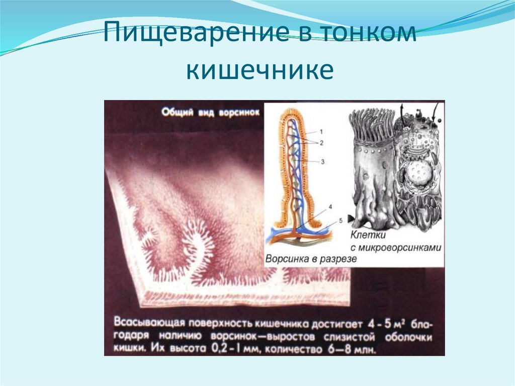 Пищеварение в тонком кишечнике