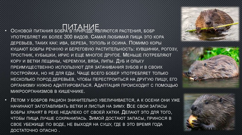 Бобр презентация. Западносибирский обыкновенный Бобр строение. Доклад о бобре обыкновенном. Бобр обыкновенный форма следа. Зеленые страницы о бобрах