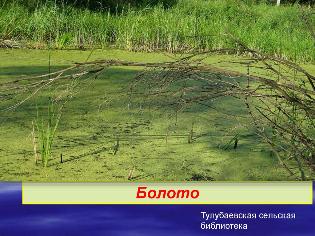 Водно болотные угодья презентация