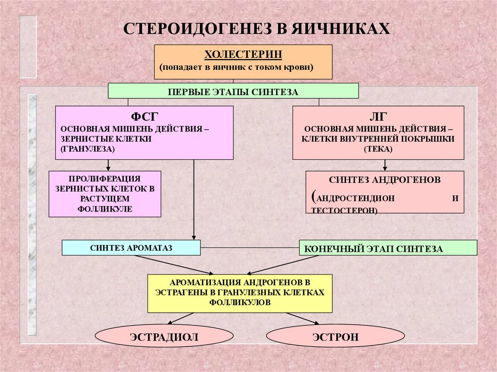 Стероидогенез схема с ферментами