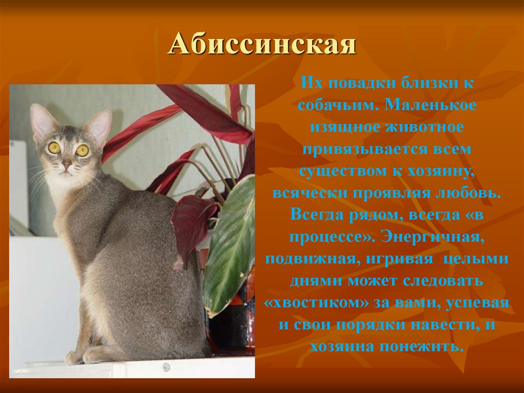 Слова породы кошек. Абиссинская кошка описание породы. Описать породу кошки Абиссинская. Абиссинская кошка характер. Доклад про породу кошек.
