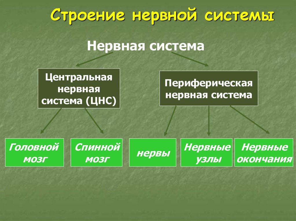 Нейрогуморальная регуляция 6 класс биология презентация