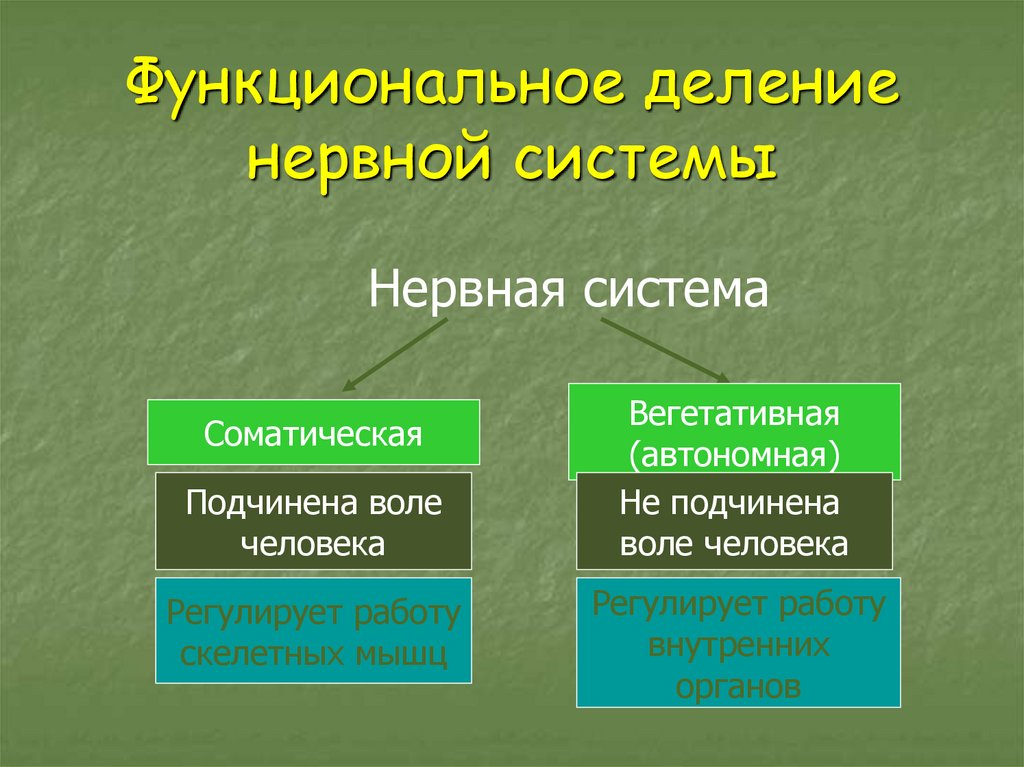 Составь верную схему функционального деления нервной системы человека определи какими цифрами