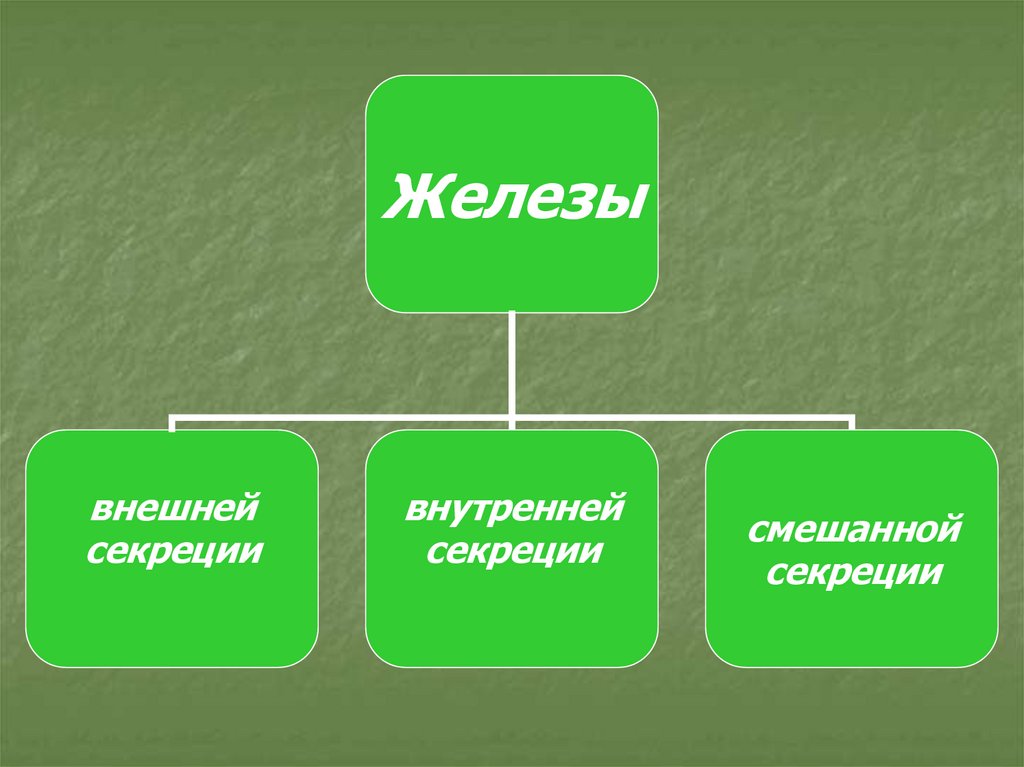 Гуморальная регуляция 6 класс пасечник презентация