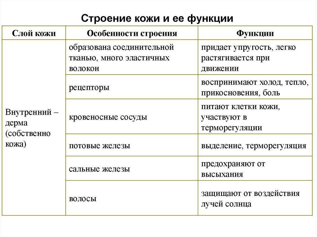 План конспект урока строение и функции кожи