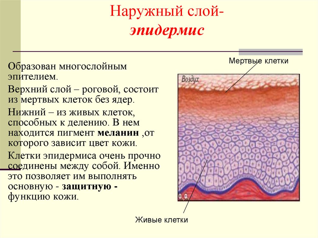 Пигмент меланин в каком слое. Образует пигмент меланин слой кожи. Роговой слой эпидермиса меланин. Эпидермис кожи состоит из. Слои эпидермиса кожи.