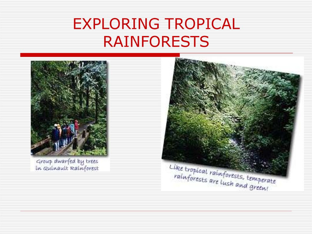 EXPLORING TROPICAL RAINFORESTS