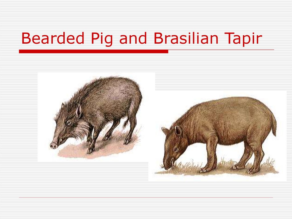 Bearded Pig and Brasilian Tapir