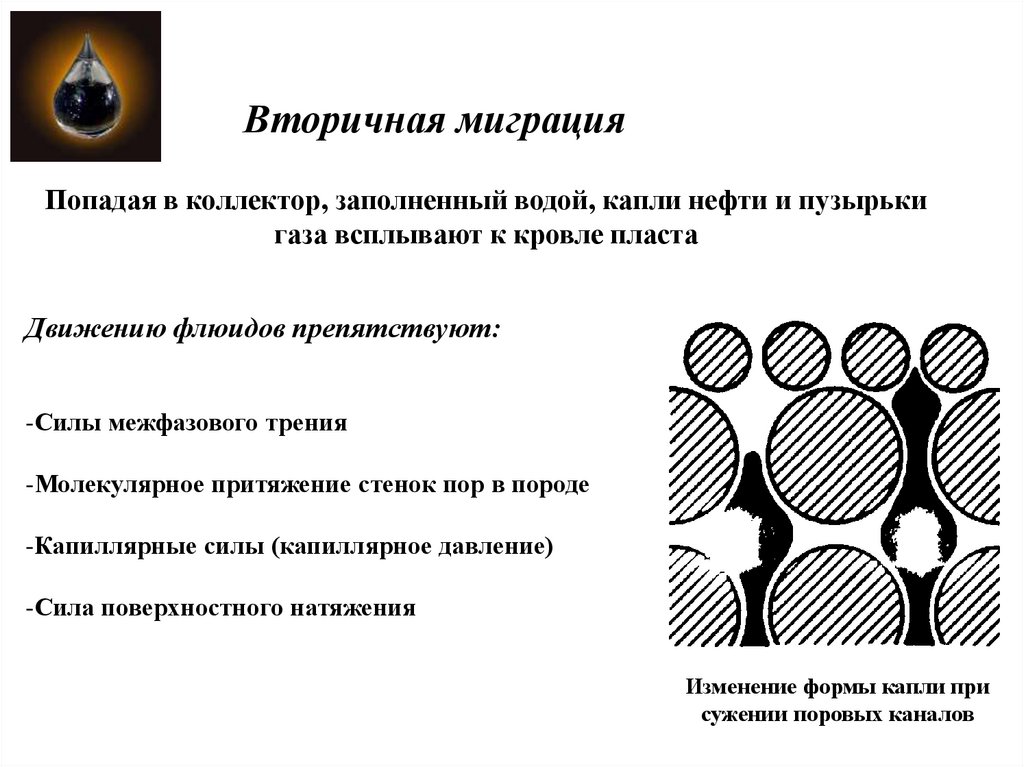 Вторично мигрирующая стадия паразита