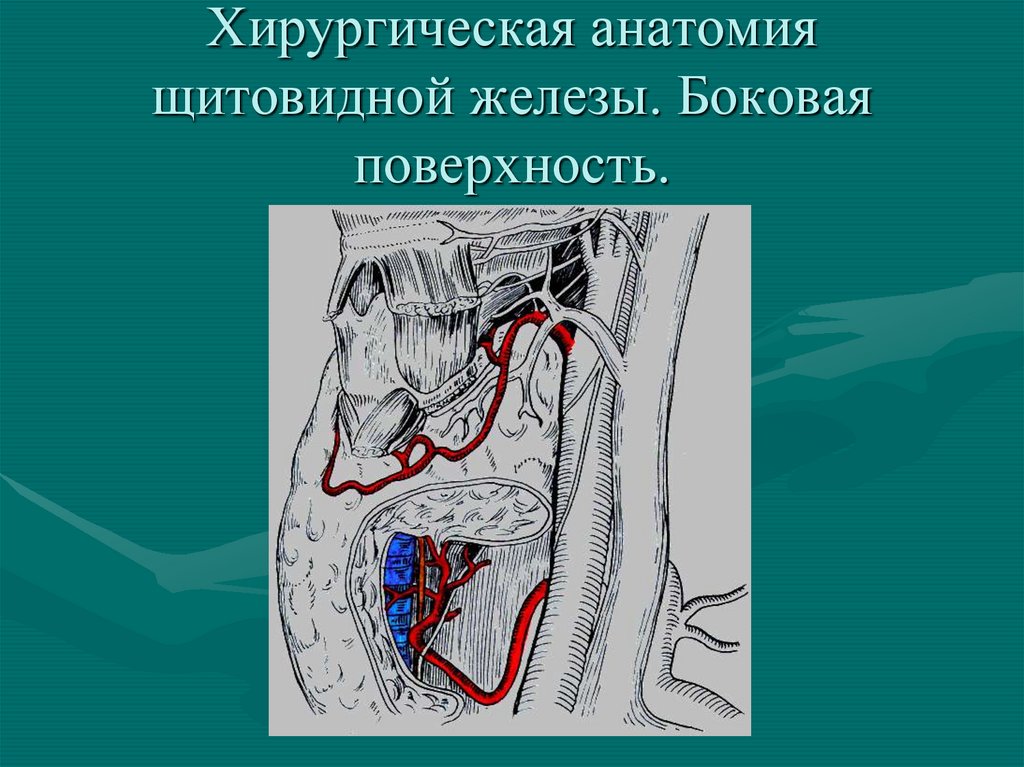 Хирургическая анатомия. Клиническая анатомия щитовидной железы. Хирургическая анатомия щитовидной желез. Боковая поверхность щитовидной железы. Топографическая и хирургическая анатомия щитовидной железы.