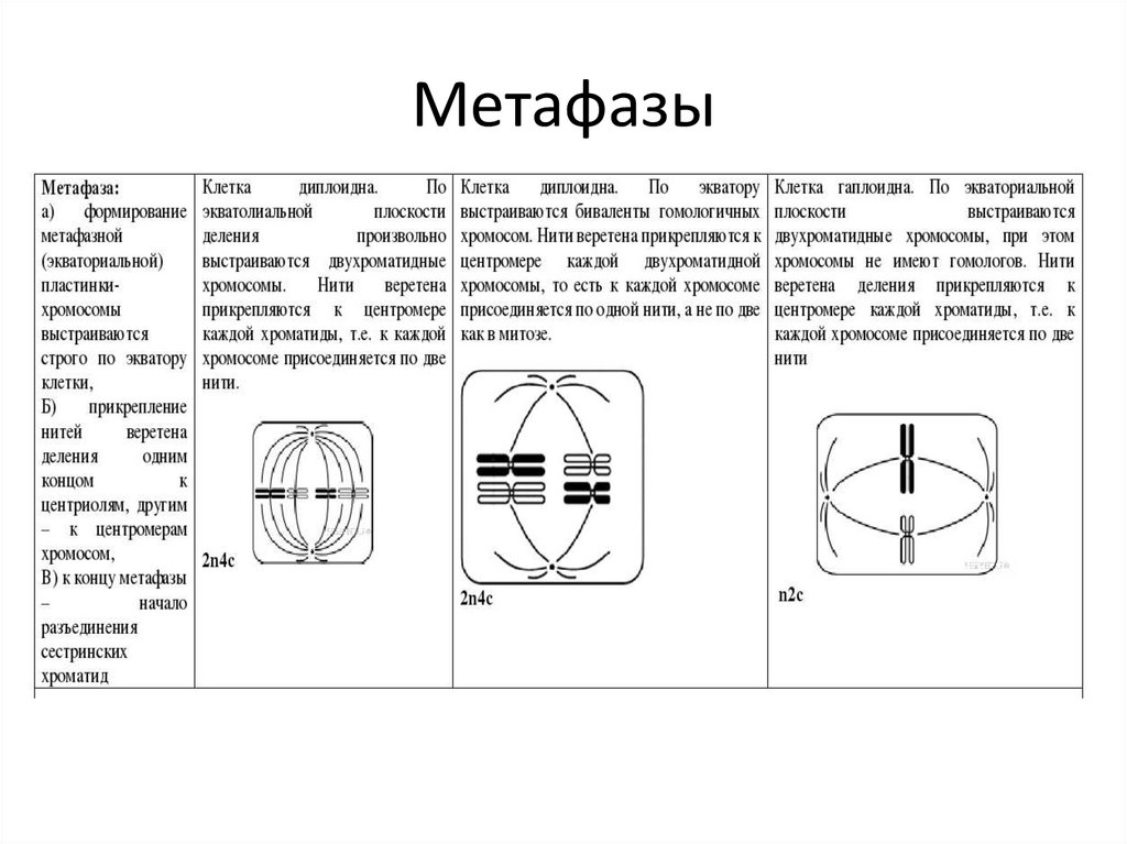Деление клетки задачи. Метафаза мейоза 2. Мейоз 1 метафаза 1. Метафаза 1 деления мейоза. Митоз и мейоз рисунки ЕГЭ.