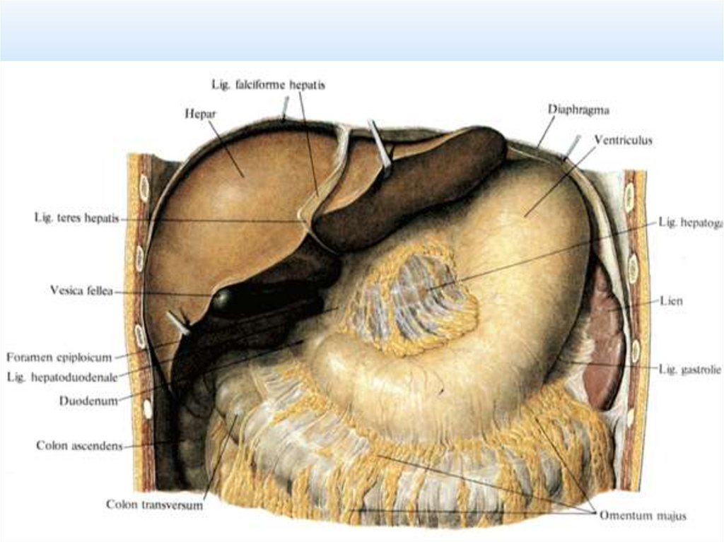 Полость латынь. Сальник брюшной полости анатомия. Большой и малый сальник топографическая анатомия. Малый и большой сальник строение. Малый сальник и большой сальник анатомия.