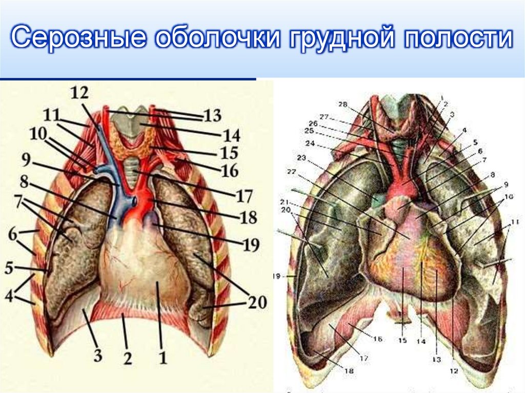 Серозные оболочки грудной полости