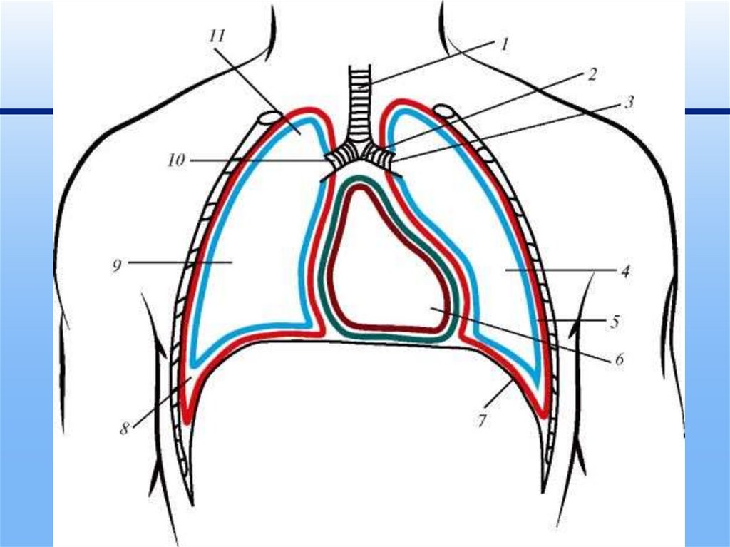 Рисунки грудной полости