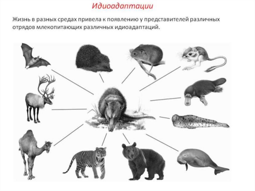 Практическая работа животные. Пути достижения биологического прогресса. Пути макроэволюции биологический Прогресс биологический регресс. Идиоадаптации позвоночных. Ароморфозы и идиоадаптации у растений и животных.