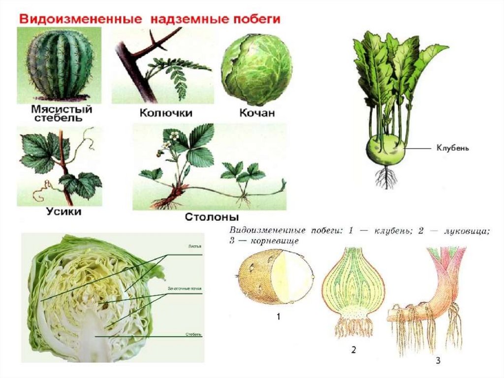 Видоизменения побегов. Видоизменённые надземные побеги. Надземные метаморфозы побега таблица. Видоизменения побегов кочан капусты. Надземные видоизменения стебля.