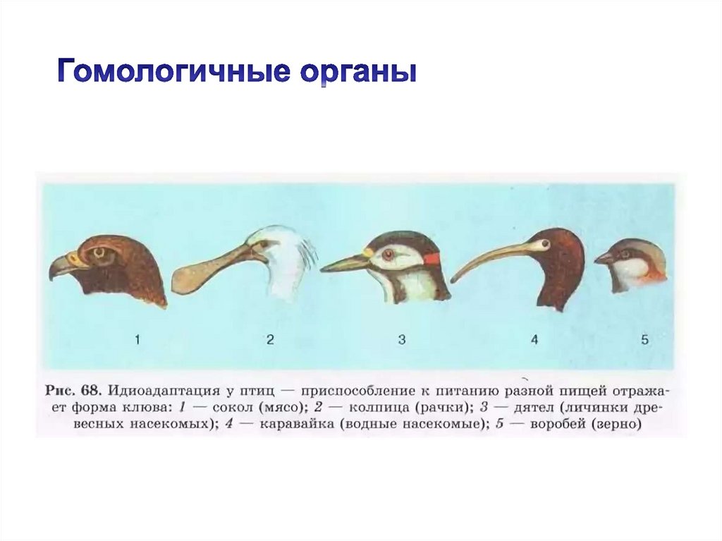 Аналогичные органы егэ. Примеры гомологов в биологии. Гомологи и аналоги в биологии примеры. Примеры гомологичных органов в биологии. Гомологичные и аналогичные органы ЕГЭ биология.