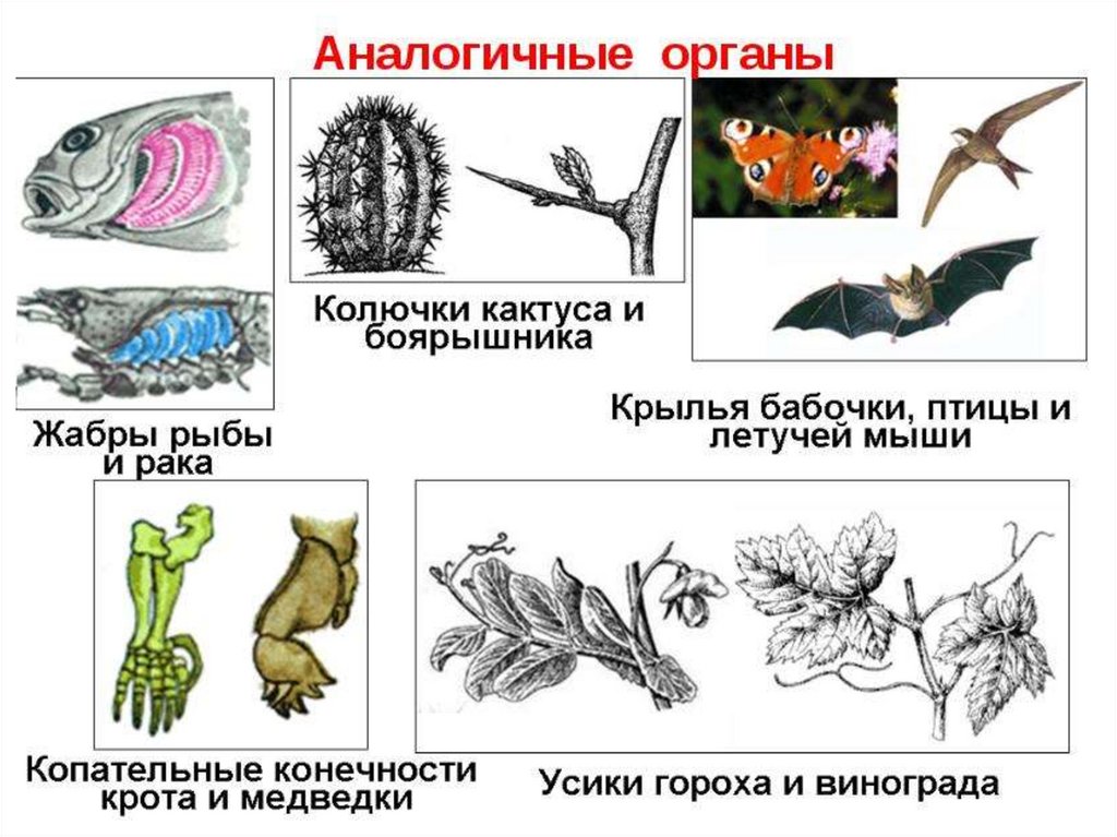 Рассмотрите рисунки с изображением различных конечностей позвоночных и определите тип органов