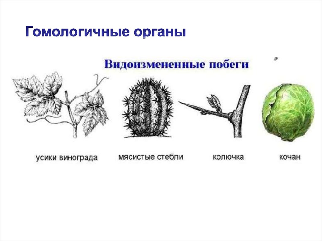 Органы гомологичные усики гороха. Гомологичные органы листового происхождения. Гомологичные органы примеры. Гомологичные органы растений. Аналогичные и гомологичные органы растений.