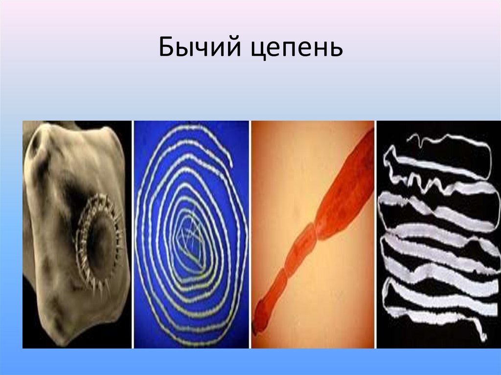 Гермафродитизм: возникновение, особенности и значение - презентация онлайн