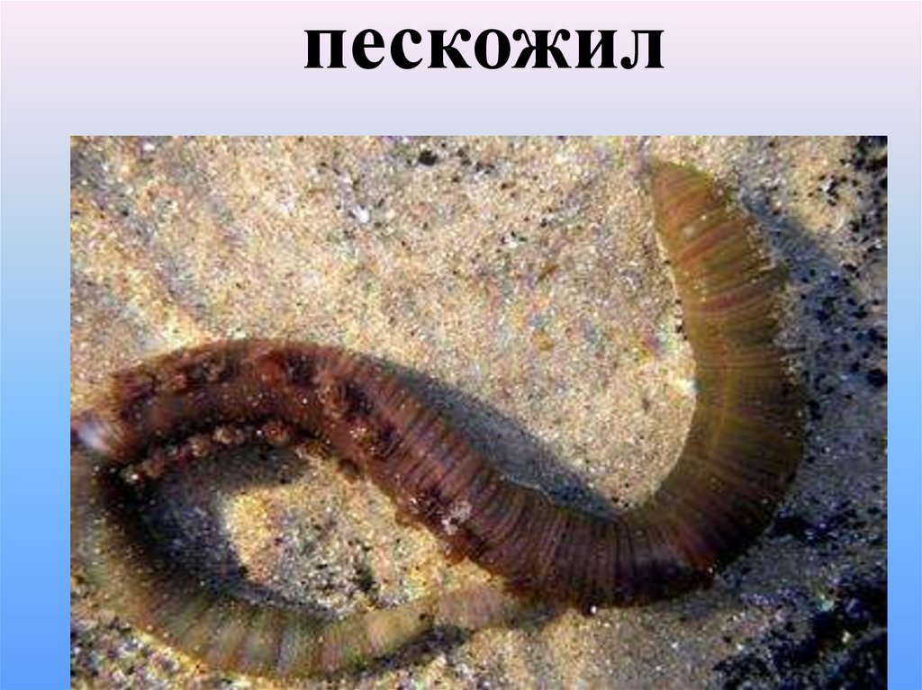 Гермафродитизм: возникновение, особенности и значение - презентация онлайн