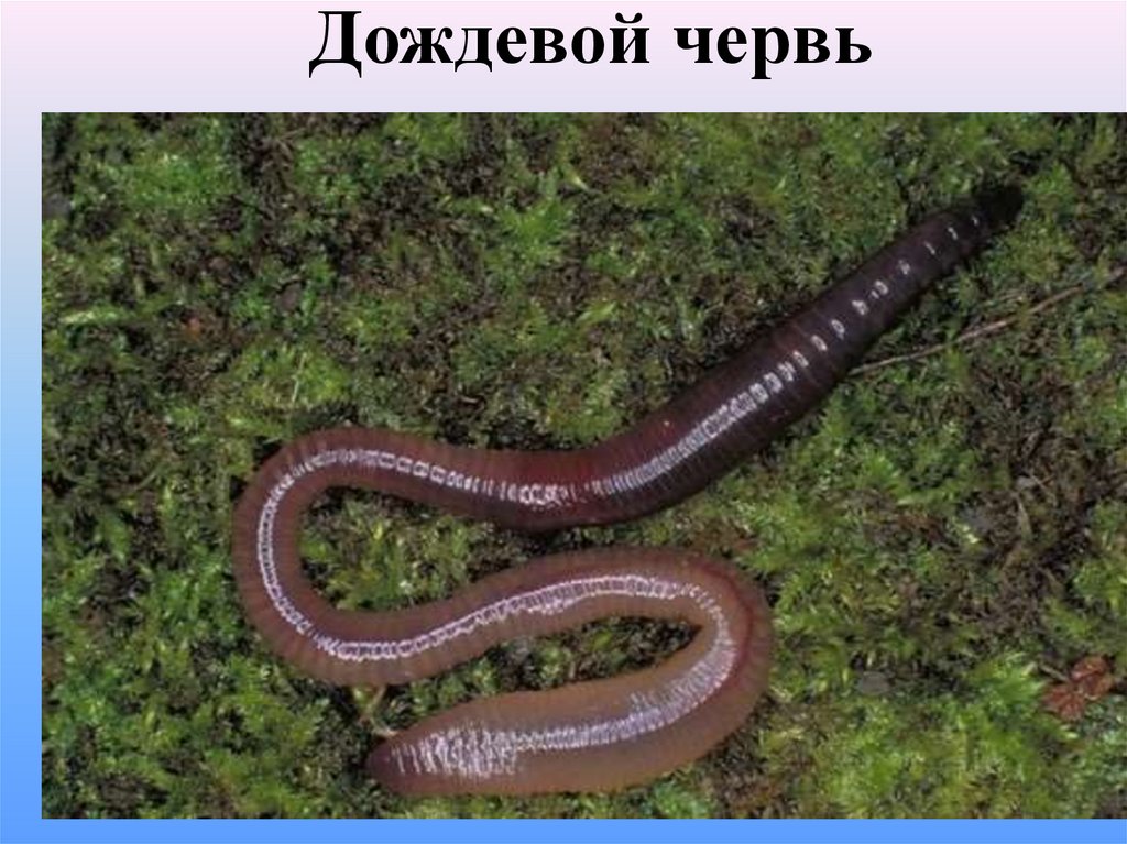 Дождевой червь тип животного. Дождевые черви систематика. Червяги гермафродитизм.