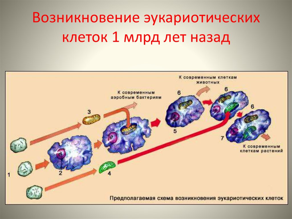 Последовательность стадий развития клеток