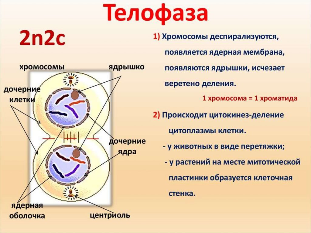 Каким номером на рисунке обозначен процесс при котором происходит мейоз