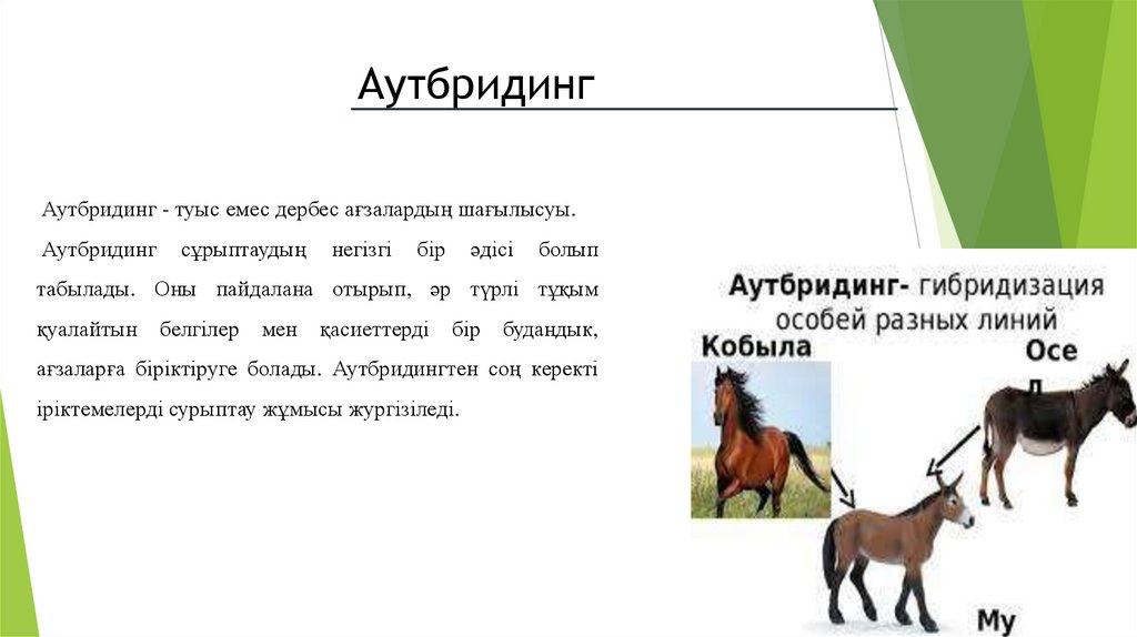 Көбею тәсілдерінің эволюциясы, Инбридинг және аутбридинг - презентация ...