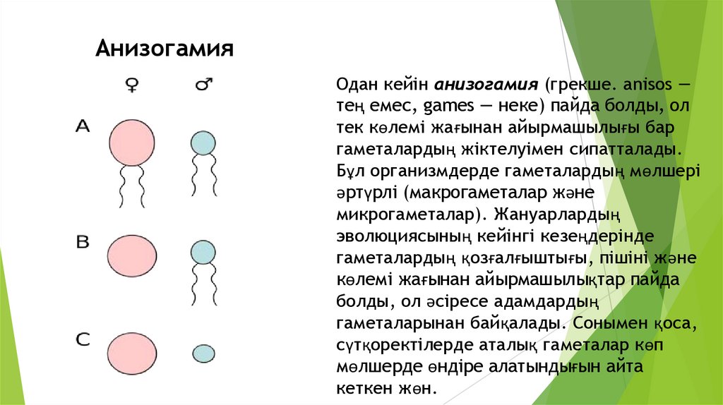 Көбею тәсілдерінің эволюциясы, Инбридинг және аутбридинг - презентация ...