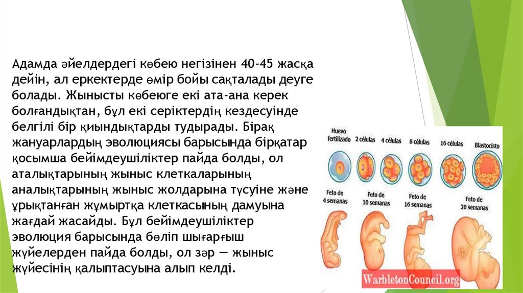 Көбею тәсілдерінің эволюциясы, Инбридинг және аутбридинг - презентация ...