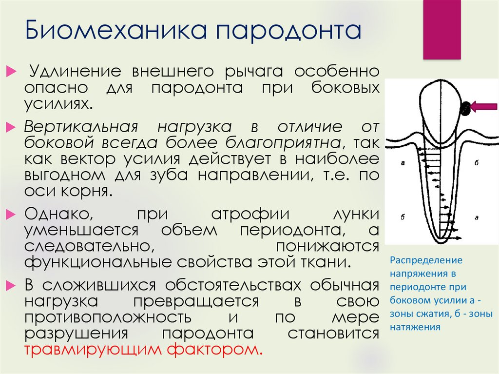 Пародонт строение и функции презентация