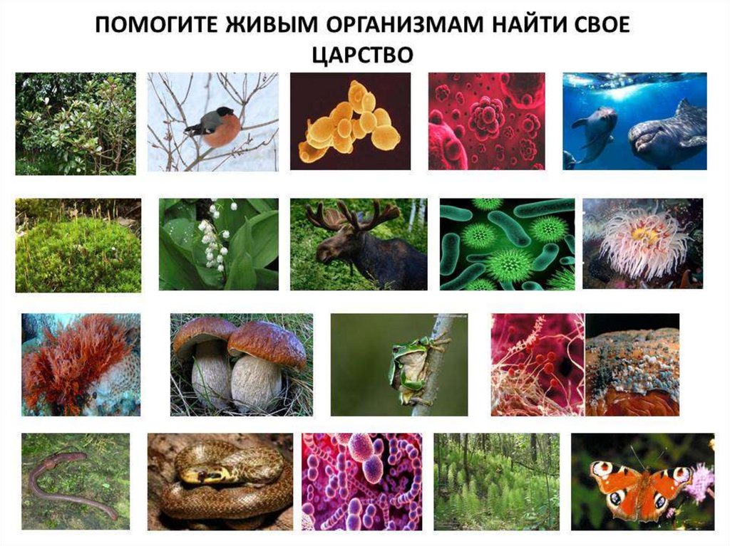 Биологическое разнообразие 5 класс