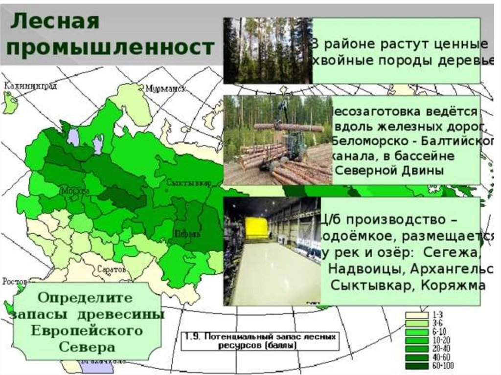 Лесная промышленность зарубежной европы страны