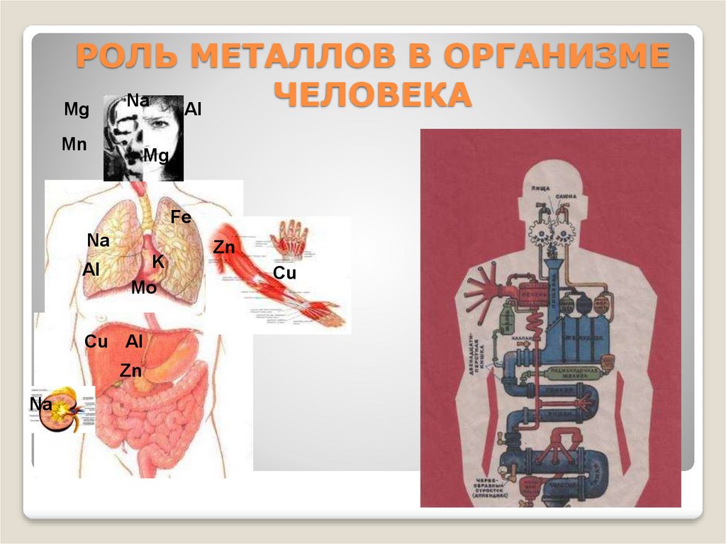 Металлы в организме человека химия. Металлы в организме человека. Металлы в человеческом организме. Роль металлов в организме человека. Элементы металлы в организме человека.