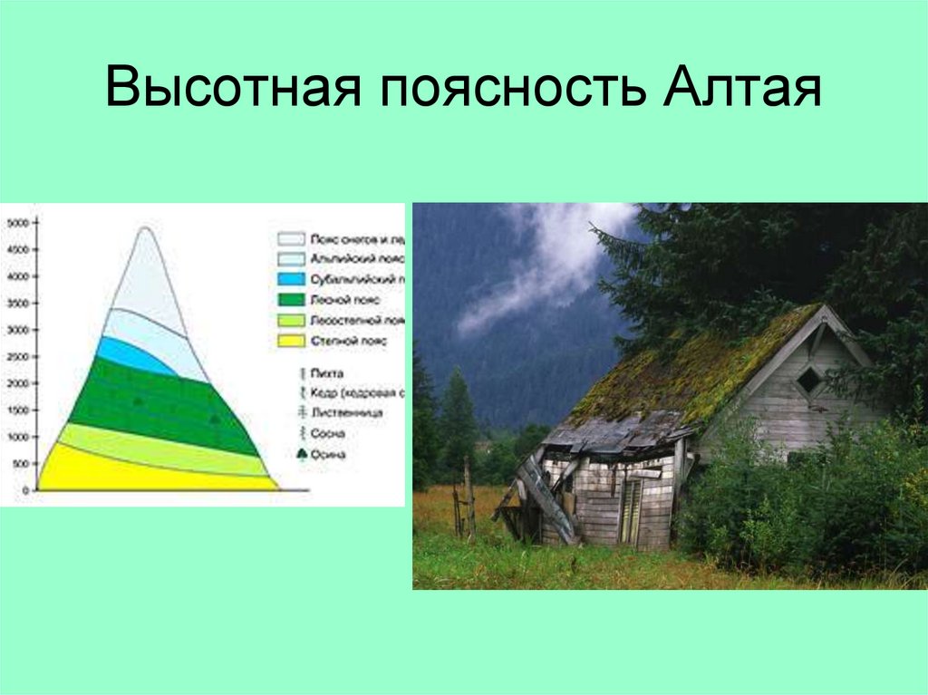 Высотная поясность Алтая