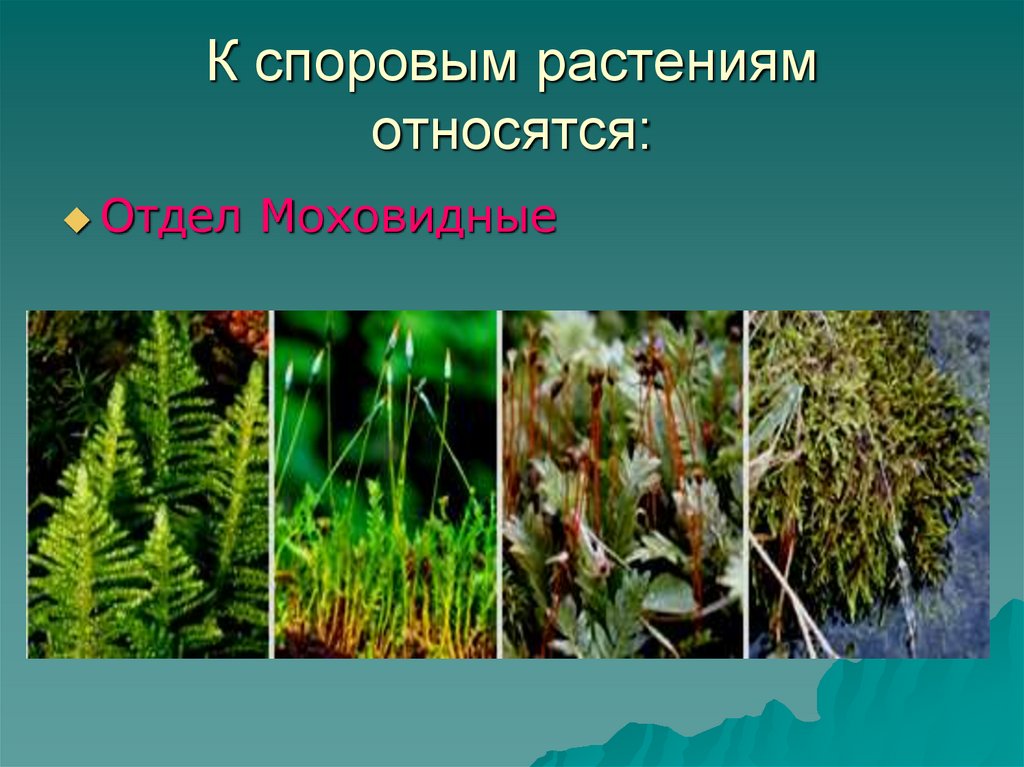 К споровым растениям относятся: