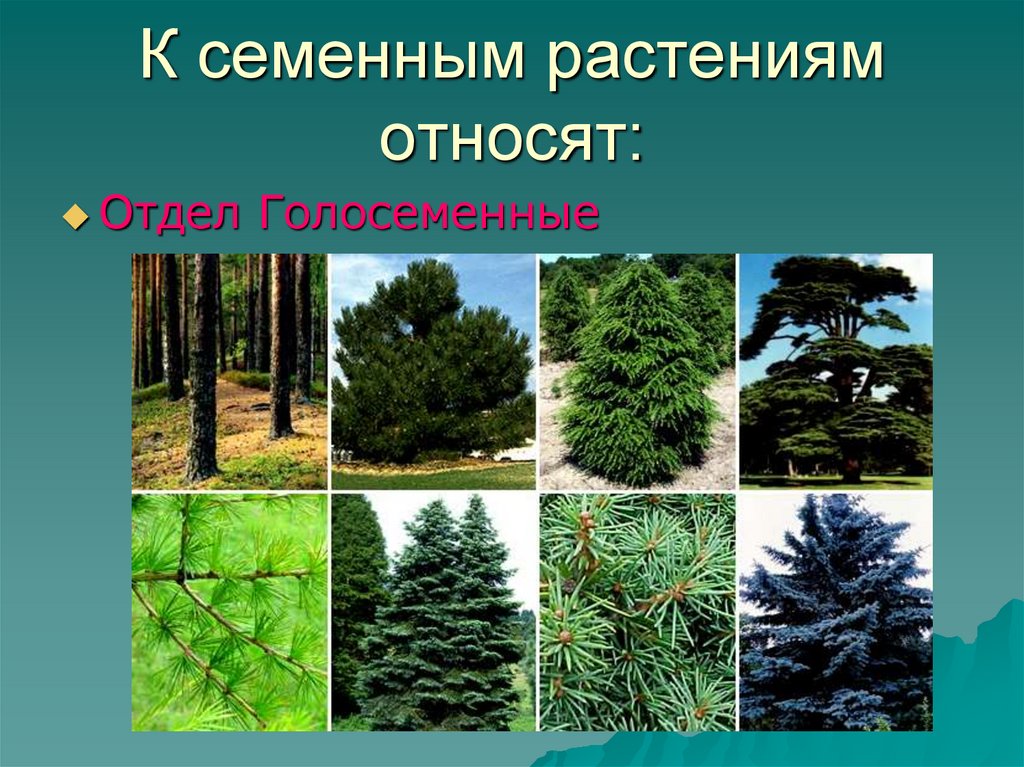 К семенным растениям относят: