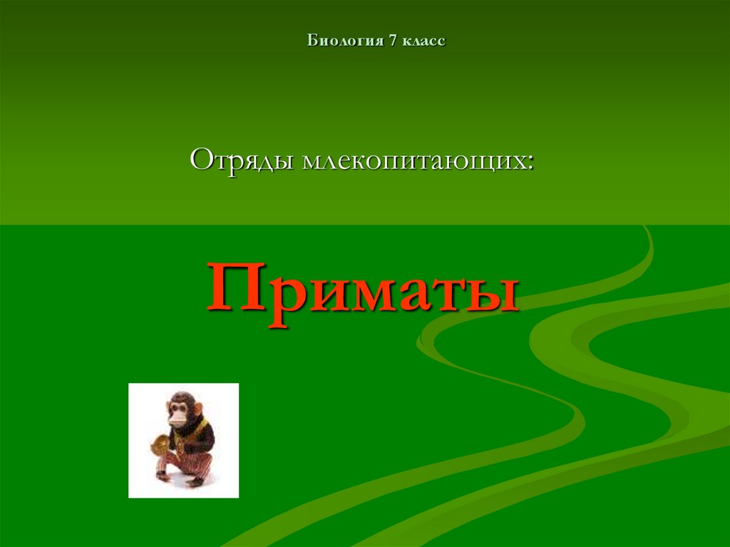 Презентация по биологии отряд приматы